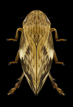 Cicada Clovia conifera on a black background