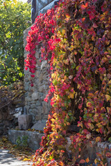 Ivy with Leaves in Differing Colors on a Stone Wall