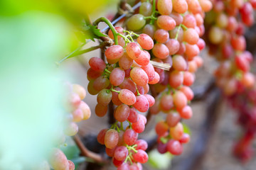 Ripe grapes in the vineyard