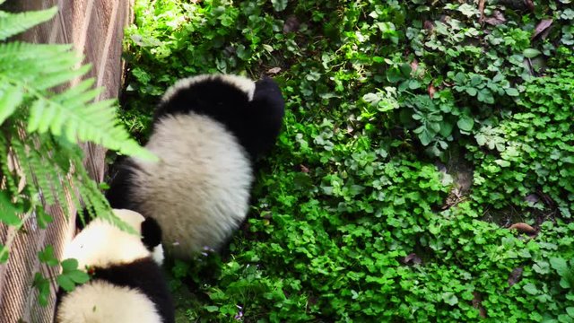 Panda cubs play in public zoo in Chengdu, Sichuan, China. Clumsy kids games