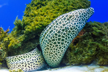Laced / leopard moray in Indian ocean during a scuba dive