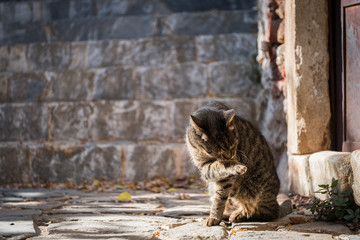 Stray Cat Licking Its Paw