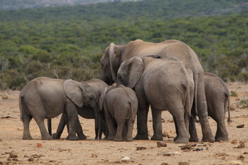 Obraz premium Gromada rodzinna słoni afrykańskich.