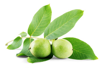 Young walnut with leaf on white background