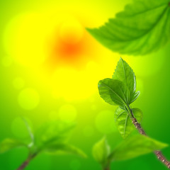 fresh leaves, background