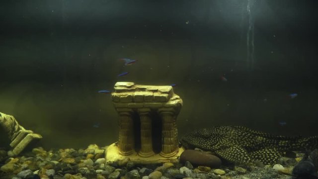 Fish in an aquarium with a small decorative palace. Close-up of cute little fish.