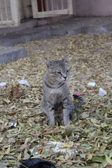 Cat sitting in leaves