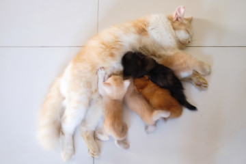 Mother cat breastfeeding little kittens on the floor