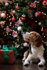 Beagle dog with a Christmas gift in front of the Christmas tree