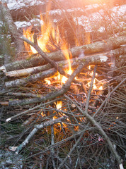 forest camp fire