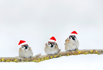 holiday card with three cheerful Sparrow birds in red Christmas hats sitting on a branch in the winter Park