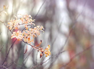 Rain drops on a branches. Shallow depth of field. Green background. Card with bokeh drops of dew on the branches of young tree after rain in fall. Abstract green nature background with chaotic stripes