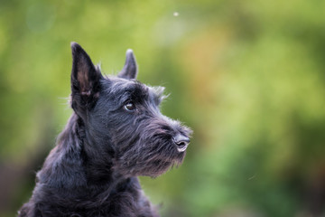 Black scottish terrier puppy posing outside at summer. Young and cute terrier baby.	