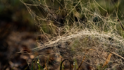 Spiderweb in macro
