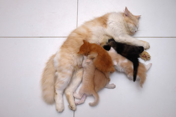 Mother cat breastfeeding little kittens on the floor