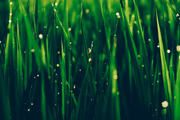 Close up on beautiful green grass with bokeh of droplets. Rice field close up. 