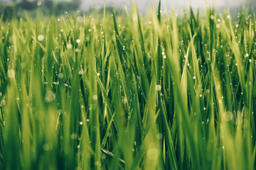 Close up on beautiful green grass with bokeh of droplets. Rice field close up. 