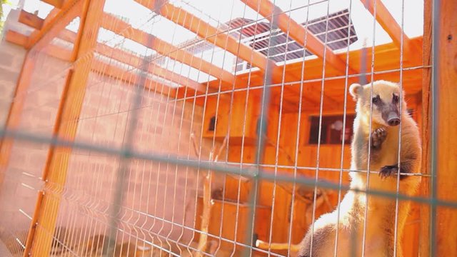 Feeding the coati in a cage, coati fighting for food at the zoo