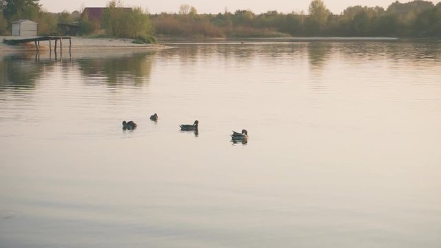 wild ducks on the lake in natural environment