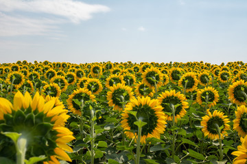 Fototapeta premium Blooming sunflowers on the field