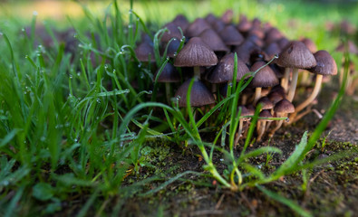 Mushrooms in morning