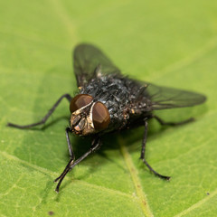 The Adult Common Housefly (Musca domestica) on a leaf