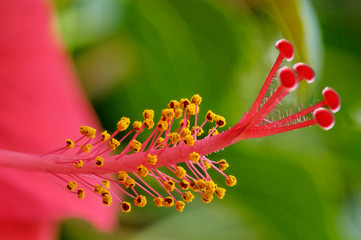 Hibiskus © KarlPeter