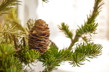 Obraz premium Christmass tree branches on sunny day. Close-up photo. New year concept.