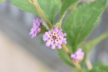 flower in the garden