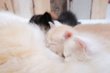 Mother cat breastfeeding little kittens on the floor