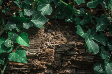 The Green Creeper Plant on a old tree.Wood background.Green plants.Textures.