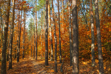 Beautiful autumn trees and pines in the forest. Autumn forest illuminated by the sun. Forest trail covered with fallen leaves.