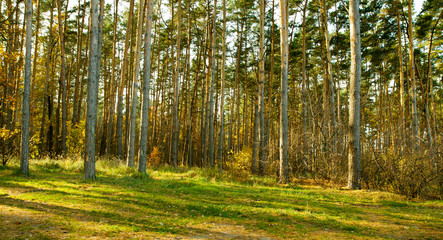 Fototapeta na wymiar High pines in the forest. Autumn forest illuminated by the sun. Calm sunny day.