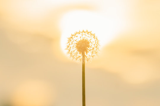 Fototapeta Dandelion silhouette against sunset with seeds
