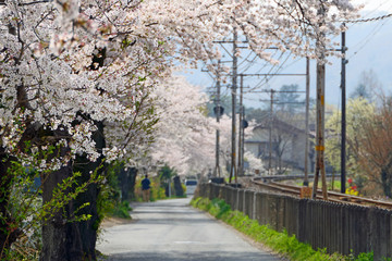 日本のさくら名所１００選、長瀞、南桜通り。埼玉　日本。４月初旬。