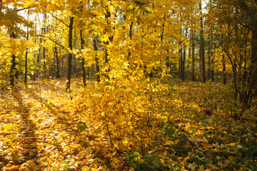 Obraz premium Beautiful autumn trees and bushes in the forest. Autumn golden and yellow trees illuminated by the sun on an autumn day. Fallen leaves. Calm sunny day.