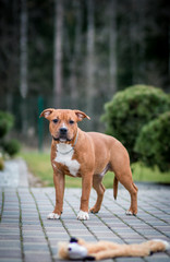 American staffordshire terrier puppy posing outside.