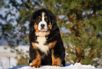 Bernese mountain dog junior male posing in the snow.	