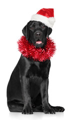 Black Labrador in Santa red cap