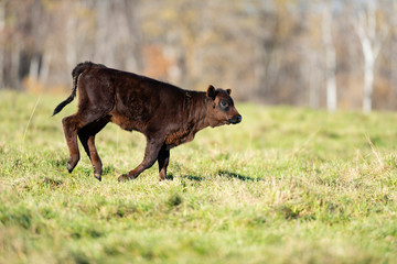 Black Angus calves in a pasture on a Minnesota Farm