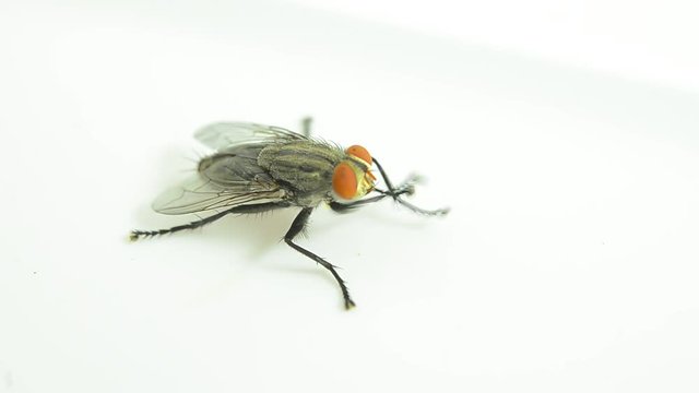 fly, Gesture of flies