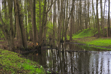 Obraz premium The river in the early spring.