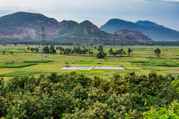 Fototapeta premium awesome view of paddy farming with mountain in day time.