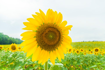 Sonnenblumenfeld mit einer Sonnenblume mit Regentropfen in Nahaufnahme, selektiver Fokus