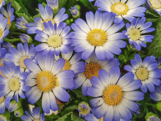 Obraz na płótnie Canvas Flowers cineraria, close-up.