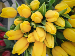 Flowers tulip, close-up.