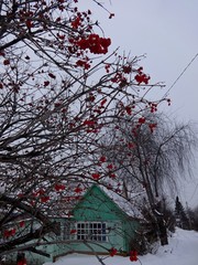 Rowan in a winter village