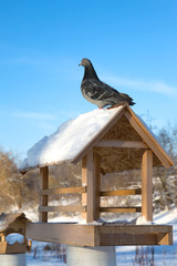 Pigeon sitting on a wooden bird feeder/. Winter frosty day.