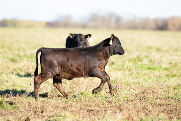 Black Angus calves in a pasture on a Minnesota Farm