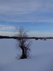 bush in the snow